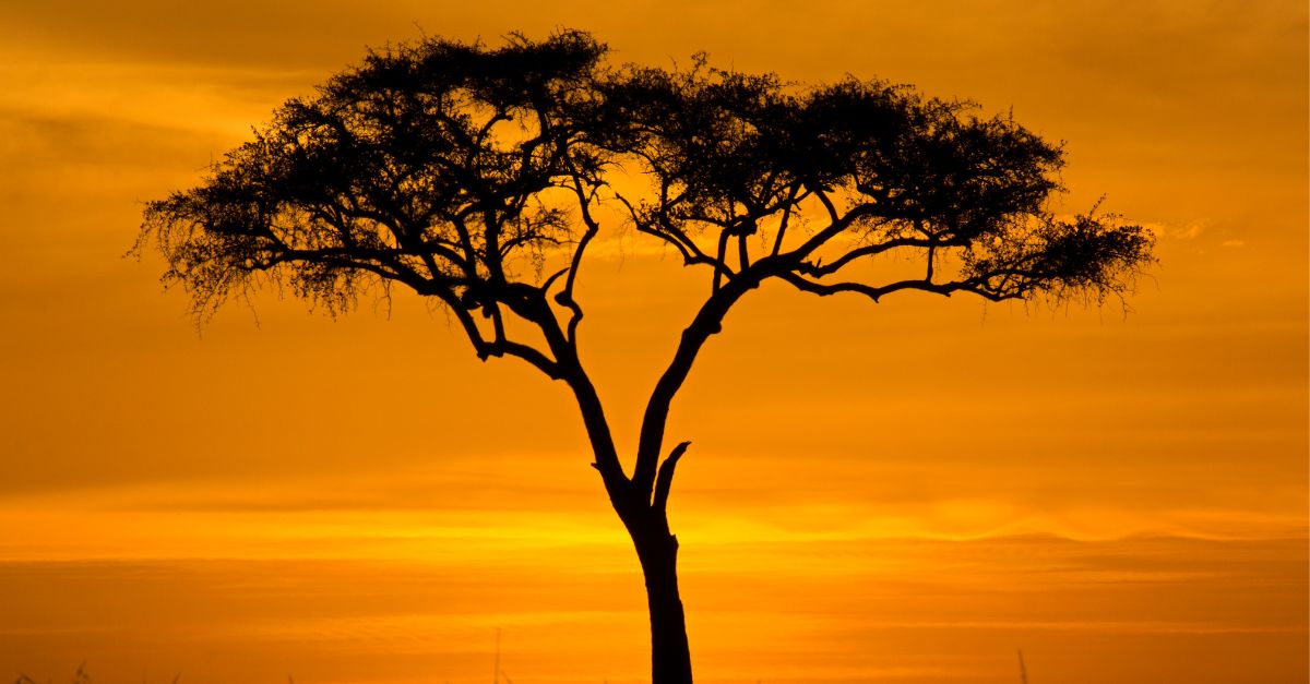 Acacia tree in arid Kenyan landscape